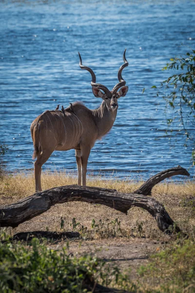 Samec kudu velký za protokolu čelí fotoaparát — Stock fotografie