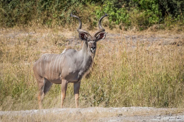 Kudu velký muž stojí v trávě čelí fotoaparát — Stock fotografie