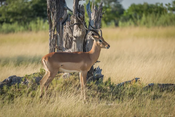 Maschio impala stand fissando da albero morto — Foto Stock