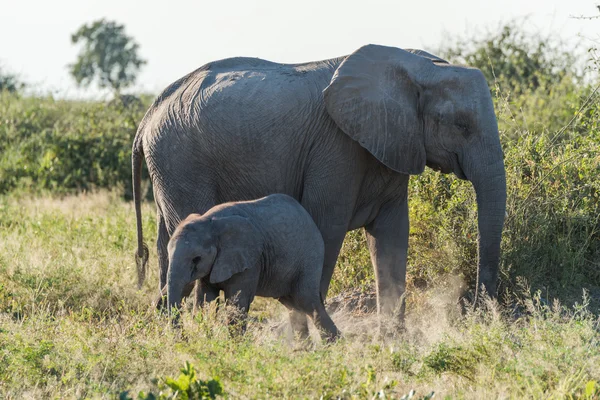 母亲和婴儿大象走在布什 — 图库照片