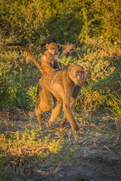 Mother chacma baboon with baby on back