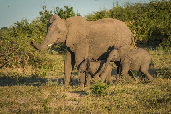 在灌木丛中旁边的两个孩子的母亲大象 — 图库照片