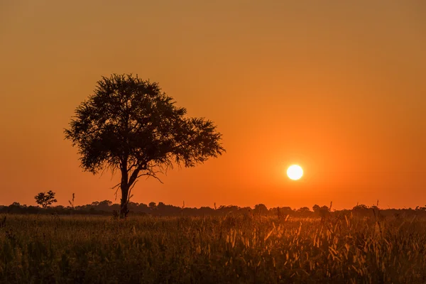 Silhouette Baum und hinterleuchtetes Gras bei Sonnenuntergang — Stockfoto