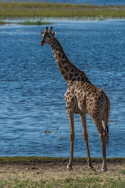 Giraffa sudafricana accanto alla telecamera rivolta verso il fiume — Foto Stock