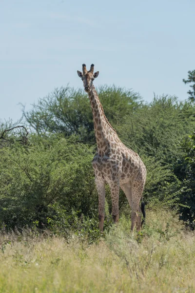 Girafa sul-africana em arbustos de frente para câmera — Fotografia de Stock