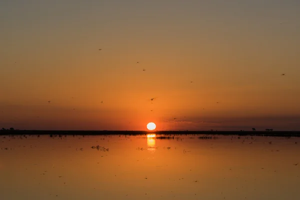 Nehir çok Yusufçuk ile güneş ayarına — Stok fotoğraf