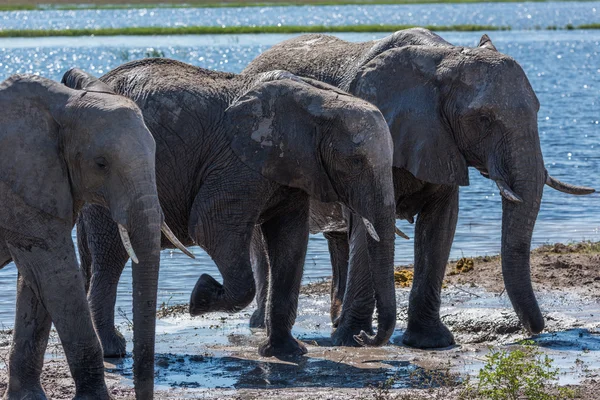 三只大象在从河走线 — 图库照片
