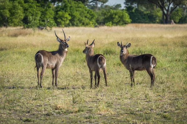 3 남성 waterbuck 나무와 풀밭에서 — 스톡 사진