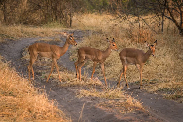 Tre giovani impala che attraversano la pista nel bush — Foto Stock