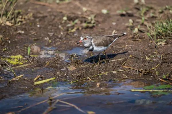 Three-banded plover looking for food on riverbank — Stock Photo, Image
