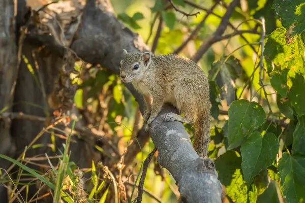 Écureuil sur branche cassée face à la caméra — Photo