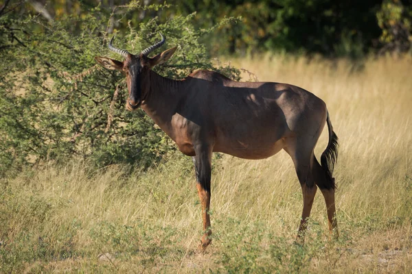 Tsessebe debout dans la plaine herbeuse face caméra — Photo