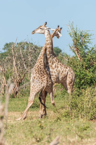 Deux girafes sud-africaines se battent — Photo