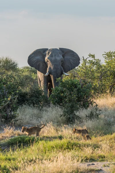 Two lion cubs running away from elephant