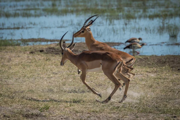 Due impala maschi che giocano sulla riva erbosa del fiume — Foto Stock