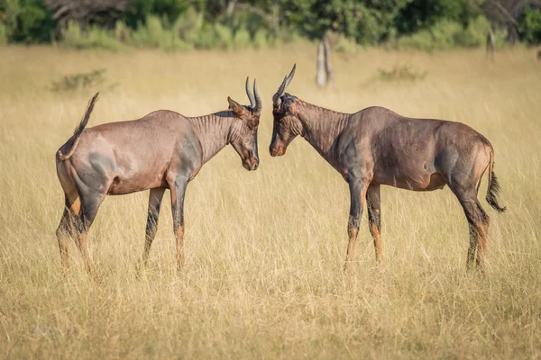 Deux tsessebe face à face sur les prairies ensoleillées — Photo