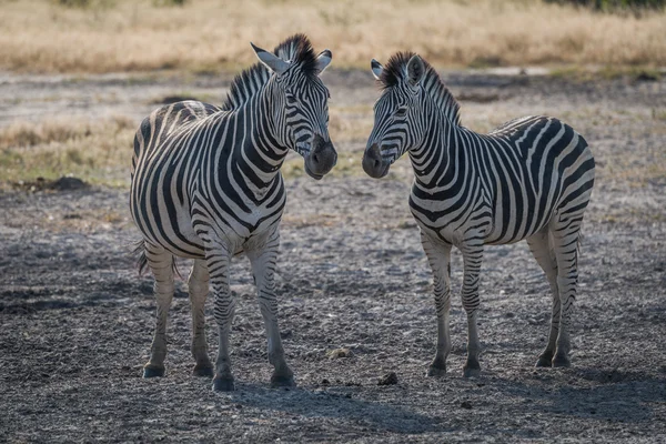 2 ゼブラ サバンナで、鼻と鼻 — ストック写真