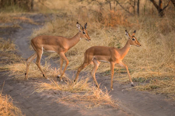 Due giovani impala che attraversano un sentiero sabbioso — Foto Stock