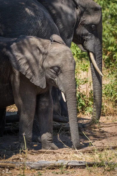 Νέοι ελέφαντα στέκεται στη σκιά δίπλα οικογένεια — Φωτογραφία Αρχείου