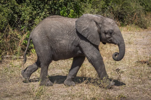 Elefante joven caminando junto a arbustos en la sabana — Foto de Stock