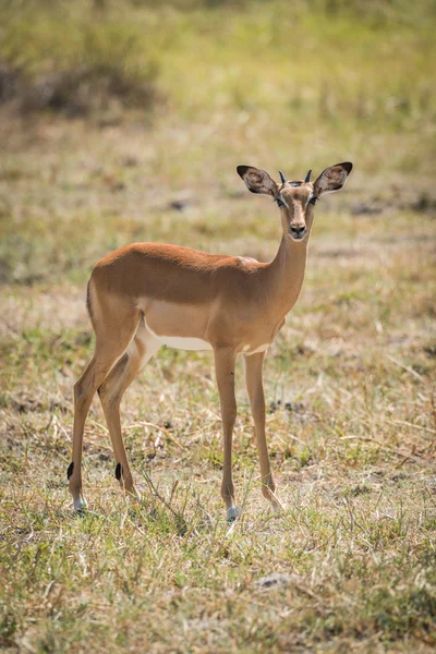 Düz bakan kamera üzerinde genç Impala duran — Stok fotoğraf