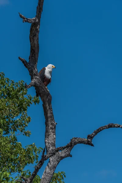 Aquila pescatrice africana che guarda dall'albero — Foto Stock