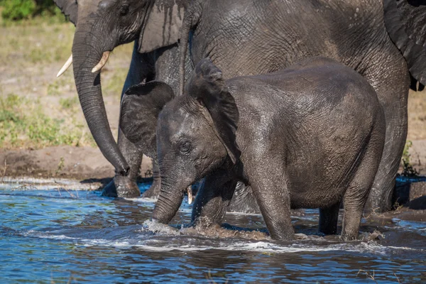 在别人旁边的小象喝从浅水处 — 图库照片