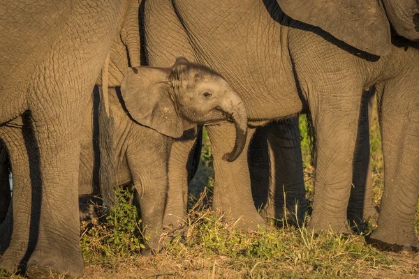 Bebé elefante empequeñecido por adultos frente a la cámara —  Fotos de Stock