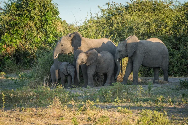 Family of elephants facing camera beside bushes Royalty Free Stock Photos