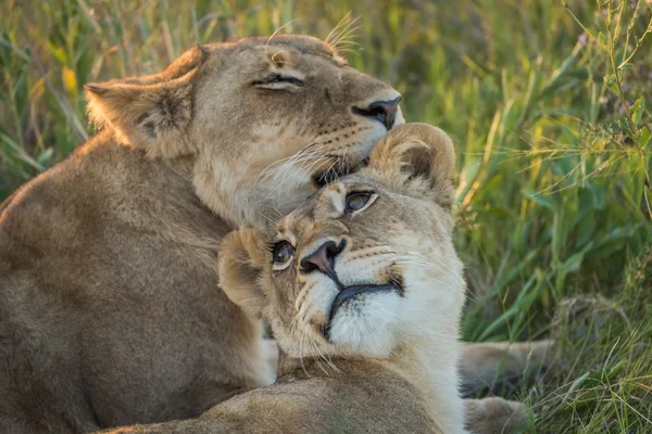 Close-up of lion nuzzling another in grass — Stock Photo, Image