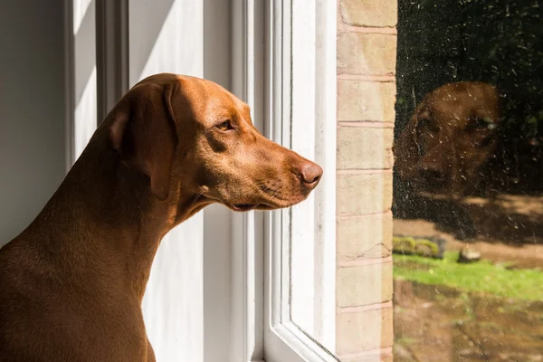 Närbild av ungerska hundvalp (sittande) tittar genom fönstret — Stockfoto