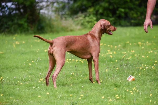 Magyar Vizsla csepp játék hamburger-tulajdonos — Stock Fotó