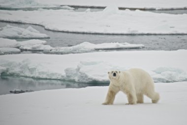 Kutup ayısı arctic içinde yüzen buz kütlesi buz geçiş