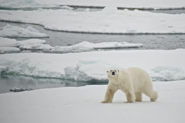 穿越北极冰块的北极熊 — 图库照片