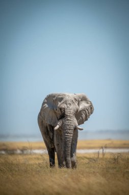 Afrika çalı fili çimde kameraya bakar