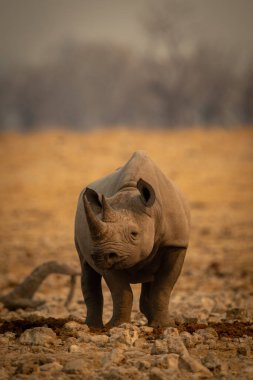 Black rhino stands among rocks turning head clipart