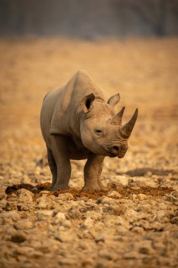 Siyah gergedan başıyla kayaların arasında duruyor.