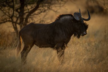 Kara antiloplar profilde çimlerde duruyor.