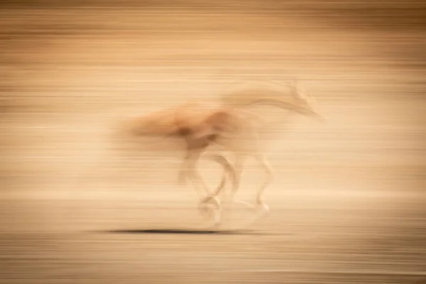 Abstrato Panela Lenta Fêmea Comum Impala — Fotografia de Stock