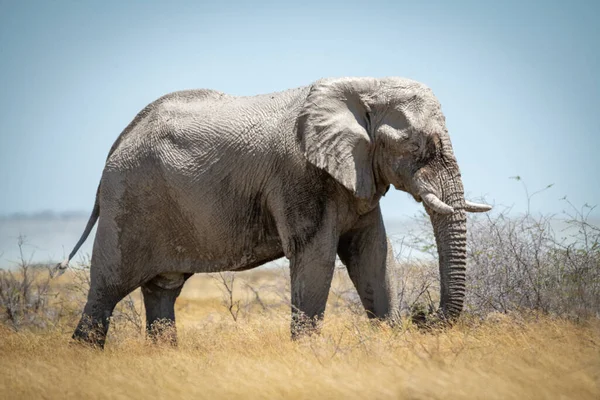 Éléphant Brousse Afrique Promène Travers Herbe Longue — Photo