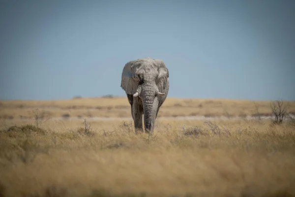 Éléphant Brousse Africaine Approche Caméra Dans Savane — Photo