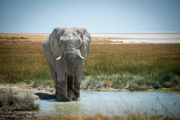 Afrikanischer Buschelefant Trinkt Aus Grasbewachsenem Wasserloch — Stockfoto