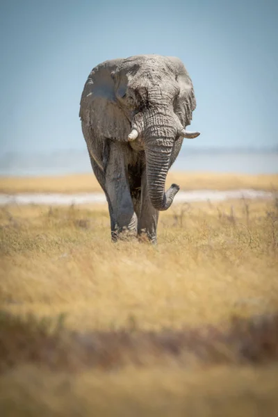 Afrikanischer Buschelefant Stellt Sich Kamera Gras — Stockfoto