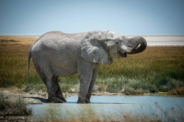 Afrikanischer Buschelefant Trinkt Aus Wasserloch — Stockfoto