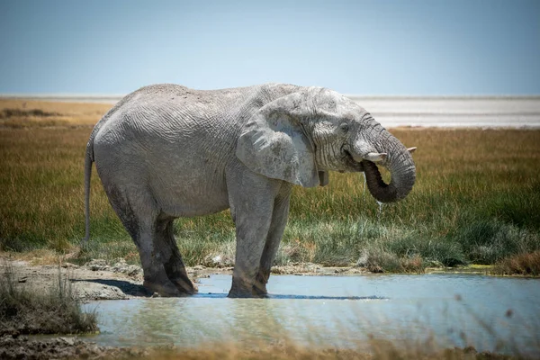 Éléphant Brousse Afrique Boit Dans Trou Eau — Photo