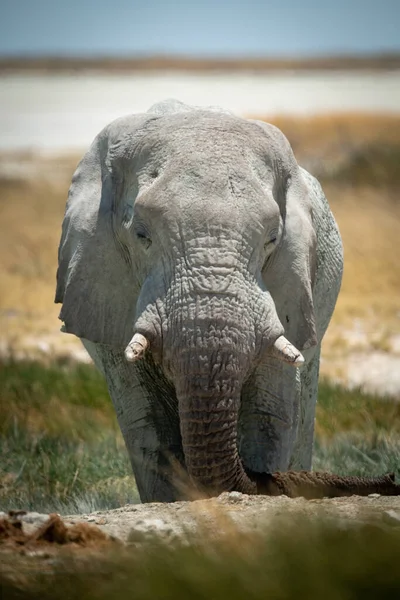 Afrikanischer Buschelefant Steht Grasbewachsenen Wasserloch — Stockfoto