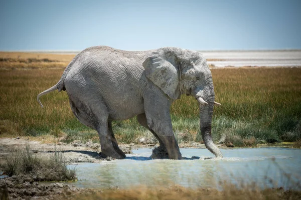 Éléphant Brousse Africaine Patauge Dans Trou Eau Herbeux — Photo