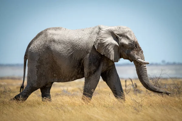 Éléphant Brousse Africaine Progresse Travers Herbe Longue — Photo