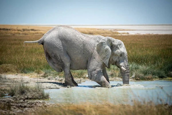 Afrikanischer Buschelefant Watet Grasbewachsenes Wasserloch — Stockfoto