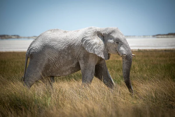 Afrikanischer Buschelefant Läuft Durch Hohes Gras — Stockfoto